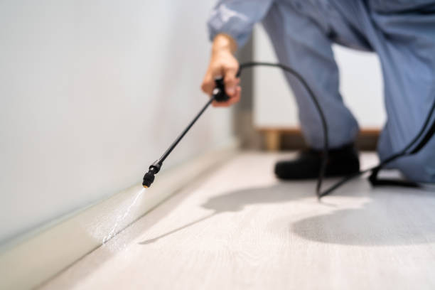 Licensed Wasp Removal service in Shively, KY - Show Me Pest Control